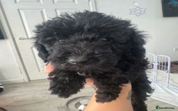 Mixed Breed dogs for sale: Baby girl available  - Advert 1