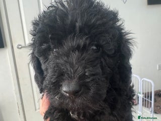 Mixed Breed dogs Baby girl available - Advert 1