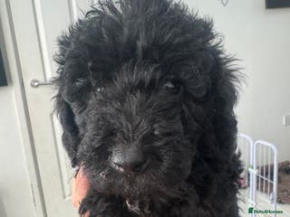 Mixed Breed dogs Baby girl available - Advert 6