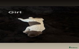 German Shorthaired Pointer dogs for sale: Beautiful pointer puppies - Image 2
