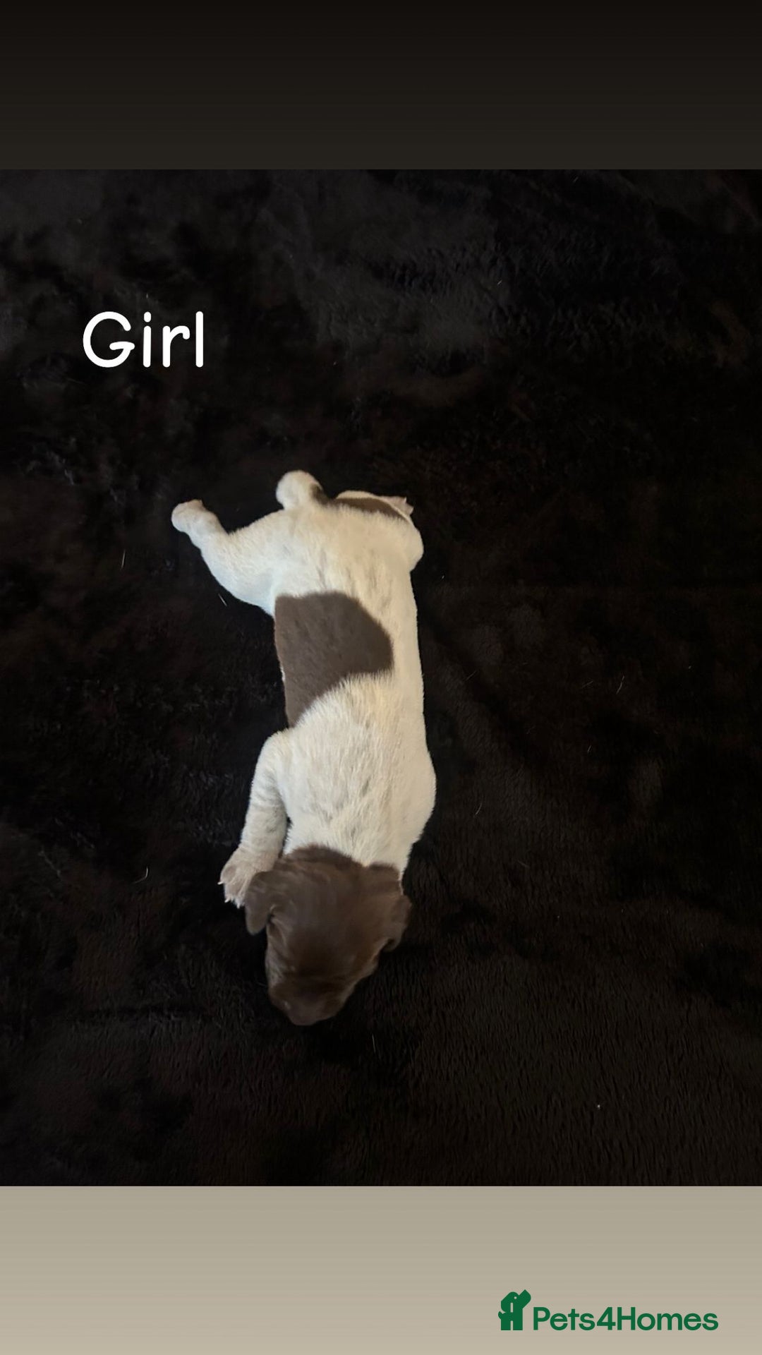 German Shorthaired Pointer dogs for sale: Beautiful pointer puppies - Image 2
