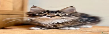 Maine Coon 2