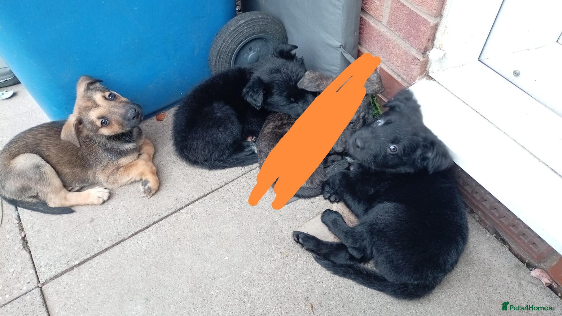Mixed Breed dogs German Shepherd cross mali pups - Advert 2