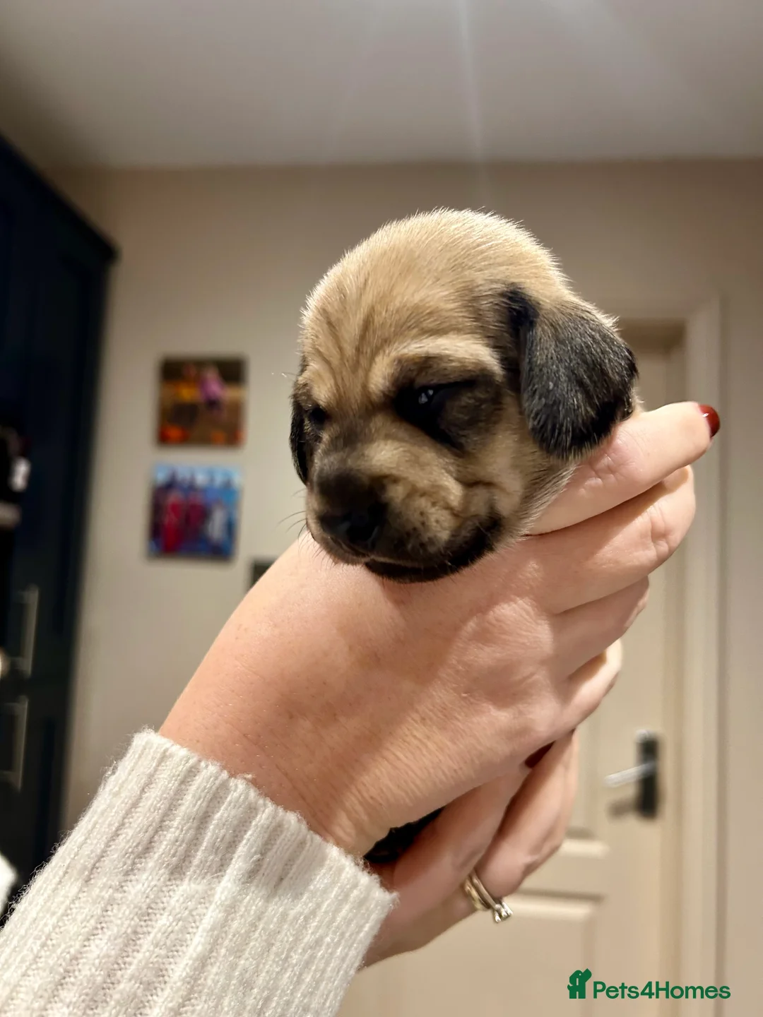 Miniature Dachshund dogs for sale: KC registered litter of mini dachshund puppies  - Advert 13