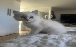Ragdoll cats for sale: *REDUCED* ready to leave ragdoll kittens - Image 14