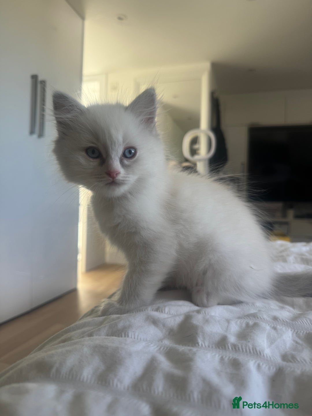 Ragdoll cats for sale: *REDUCED* ready to leave ragdoll kittens - Image 14