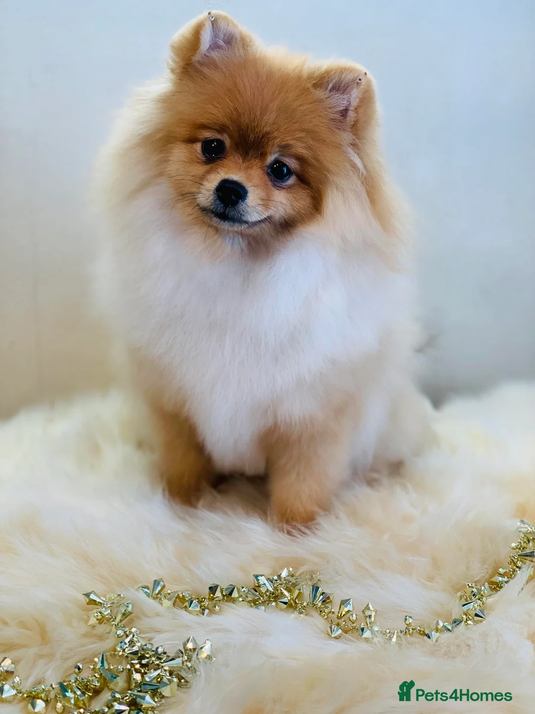 Pomeranian dogs for sale: Stunning teddy faces puppys - Advert 2