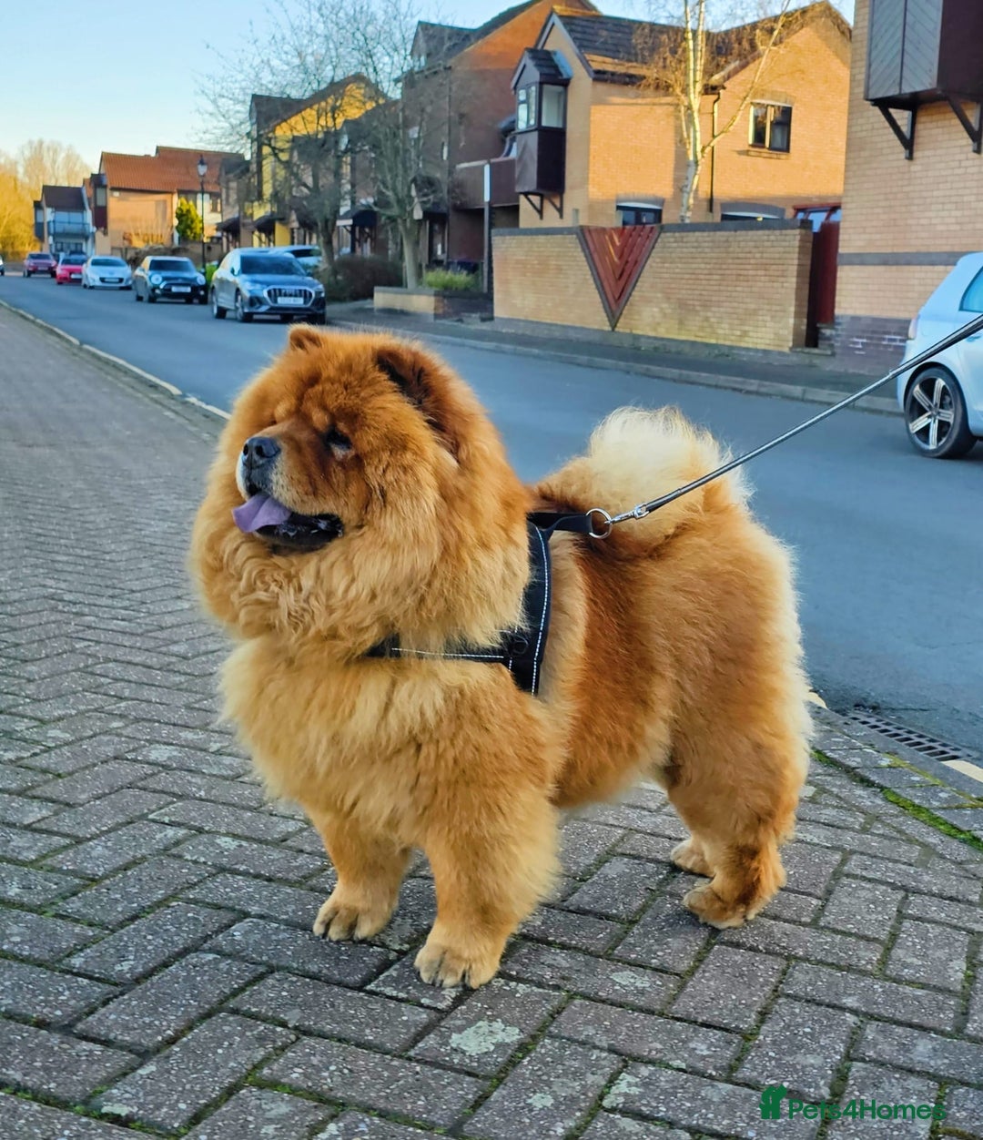 Chow Chow dogs for stud: ROLEX… son of crufts imperial champion  - Image 3