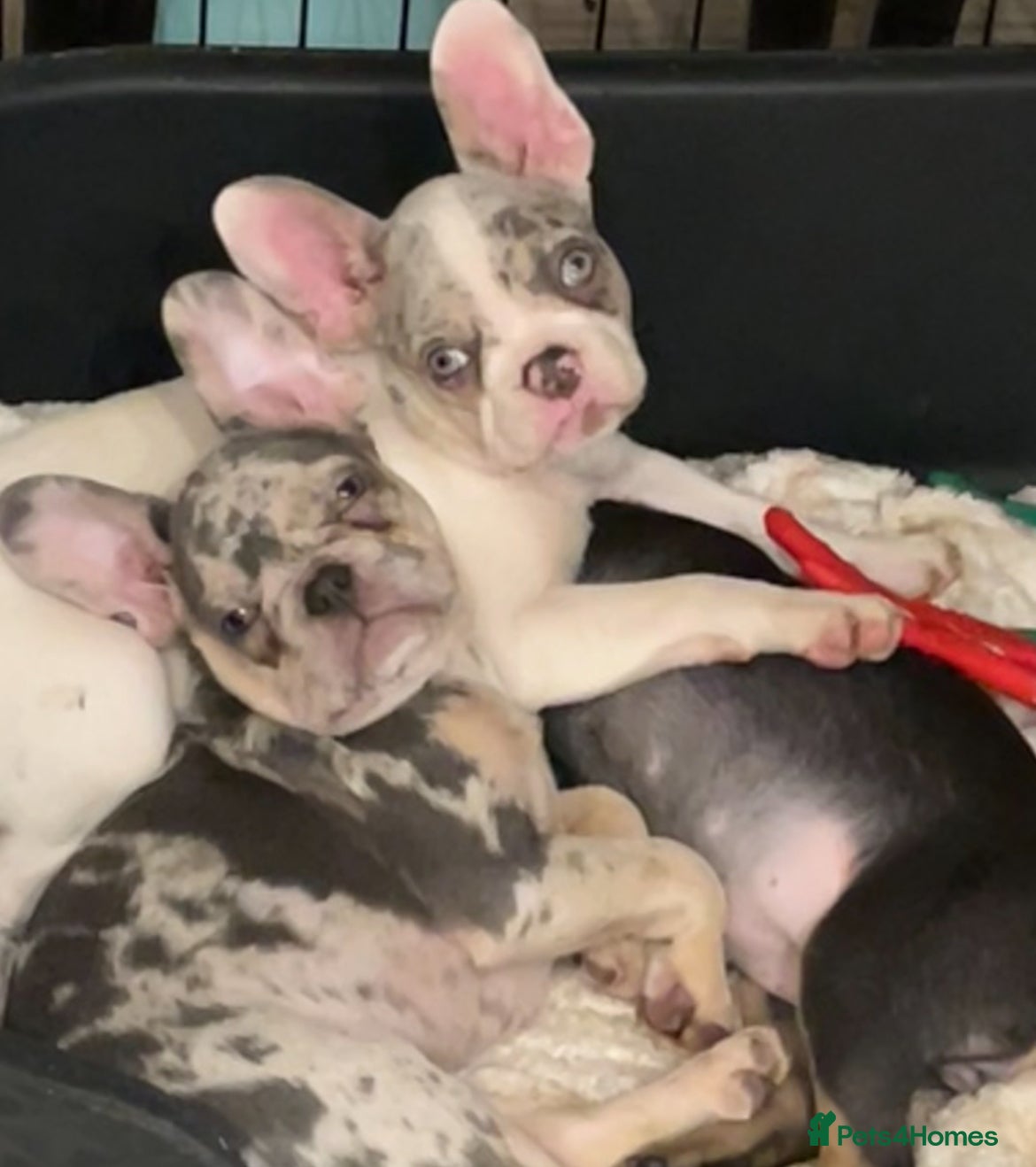 French Bulldog dogs 3 French bulldog puppies - Advert 5