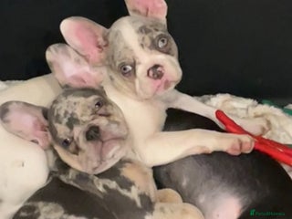 French Bulldog dogs 3 French bulldog puppies - Advert 5