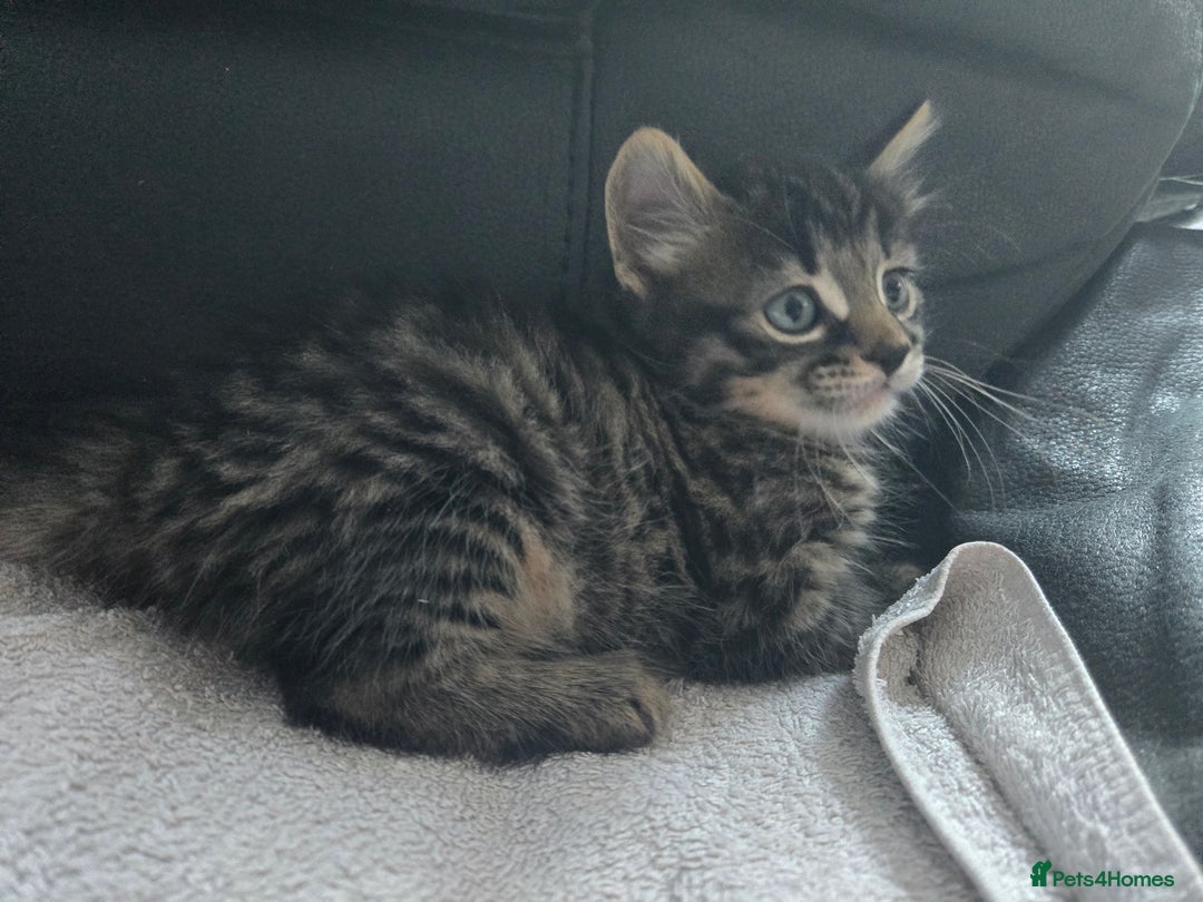 Mixed Breed cats for sale:  tabby kittens  - Image 7