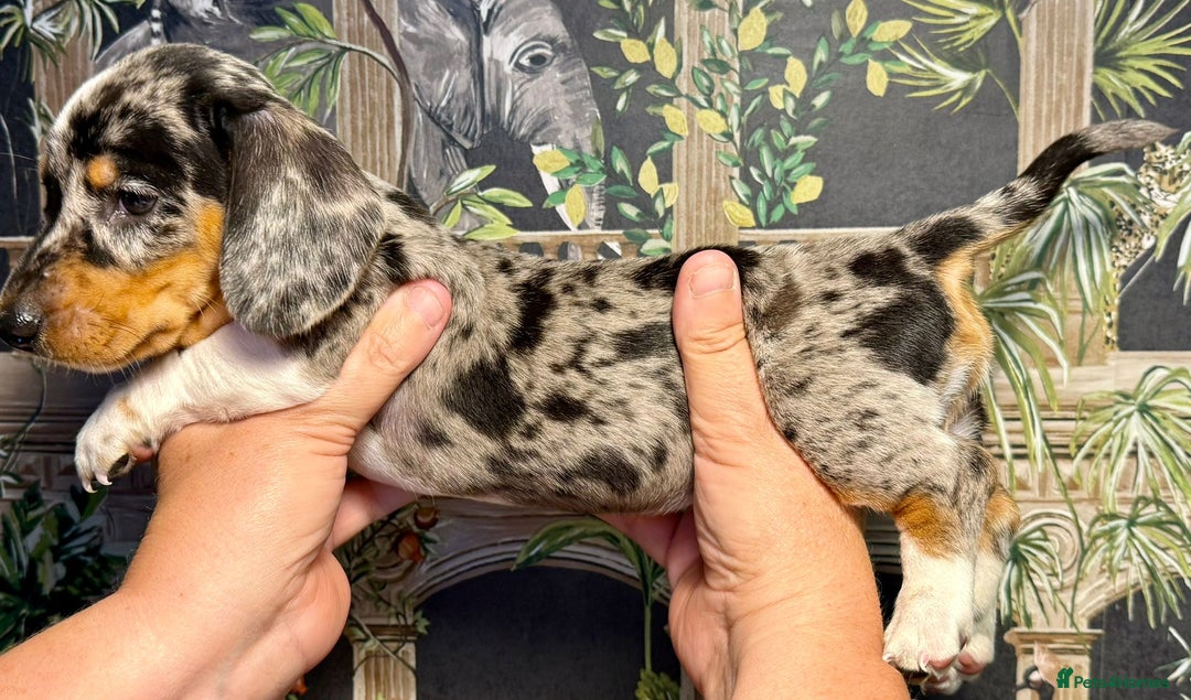Miniature Dachshund dogs for sale: Stunning Unique Miniature Dachshund Puppies  - Image 8