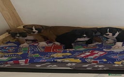 Boxer dogs for sale: Kc Boxer puppy’s bobtail and long licensed breeder - Image 34