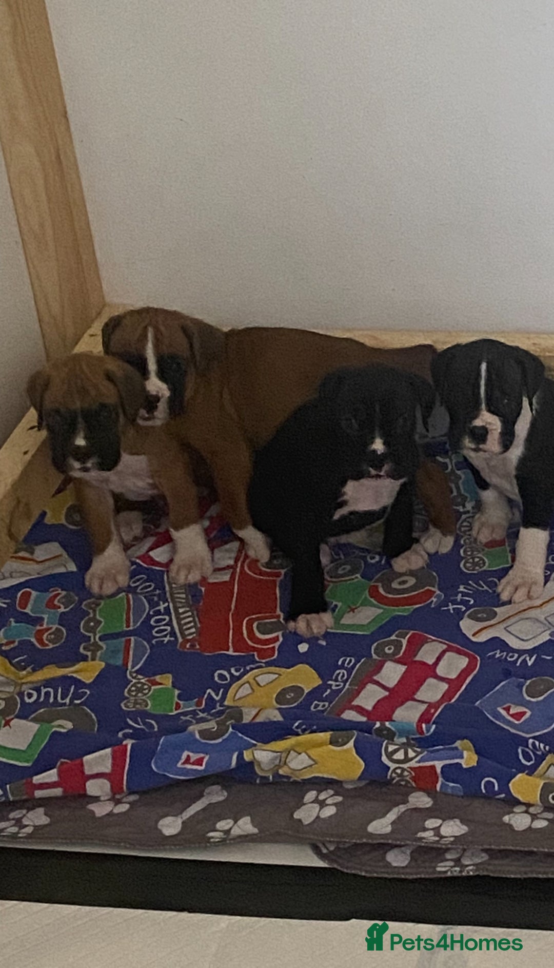 Boxer dogs for sale: Kc Boxer puppy’s bobtail and long licensed breeder - Image 34
