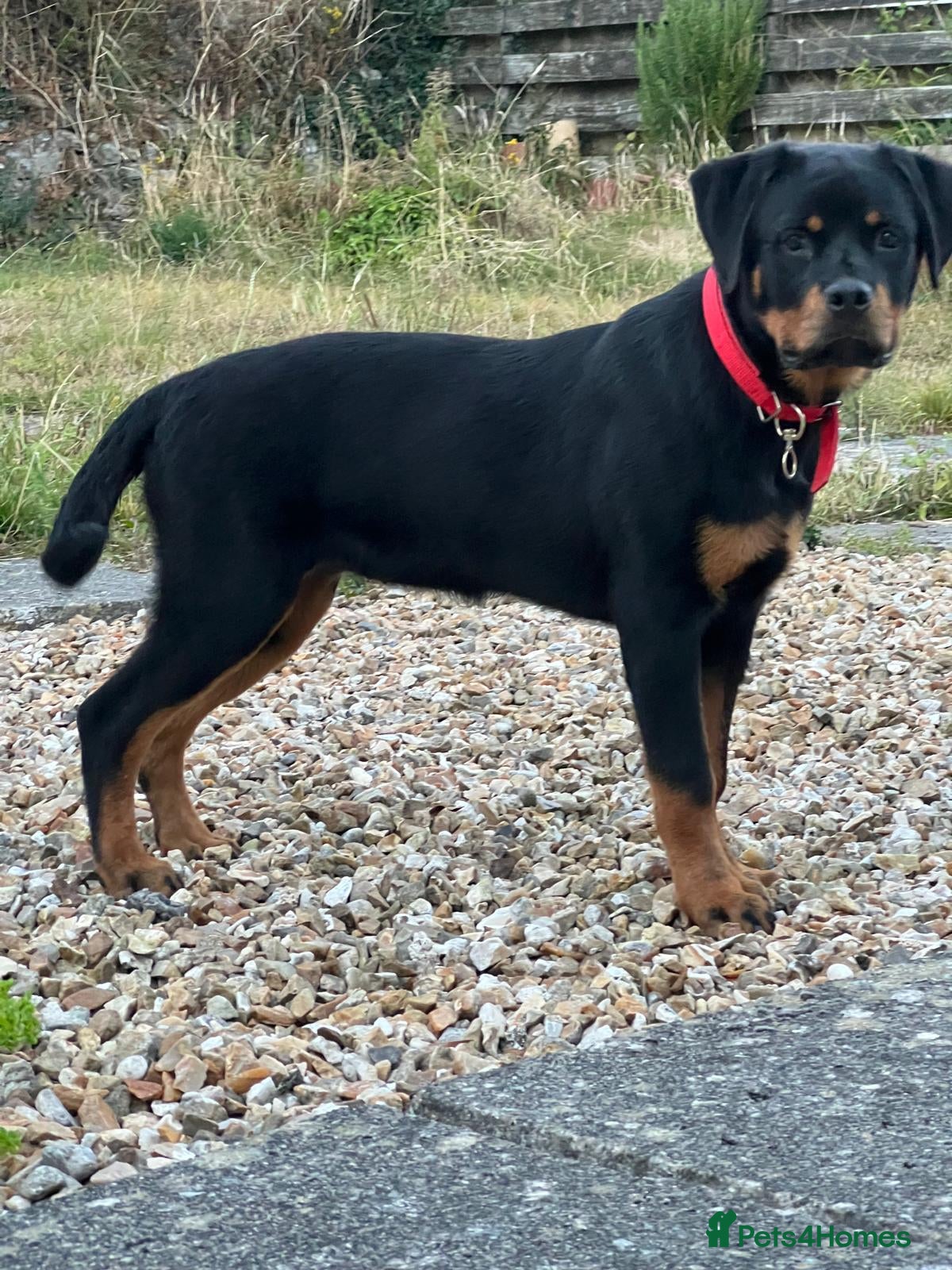 Rottweiler dogs Rottweiler puppies for show & breeding - Advert 2