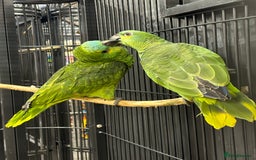 Parrots birds for sale: Beautiful baby Blue Fronted Amazon  - Image 3