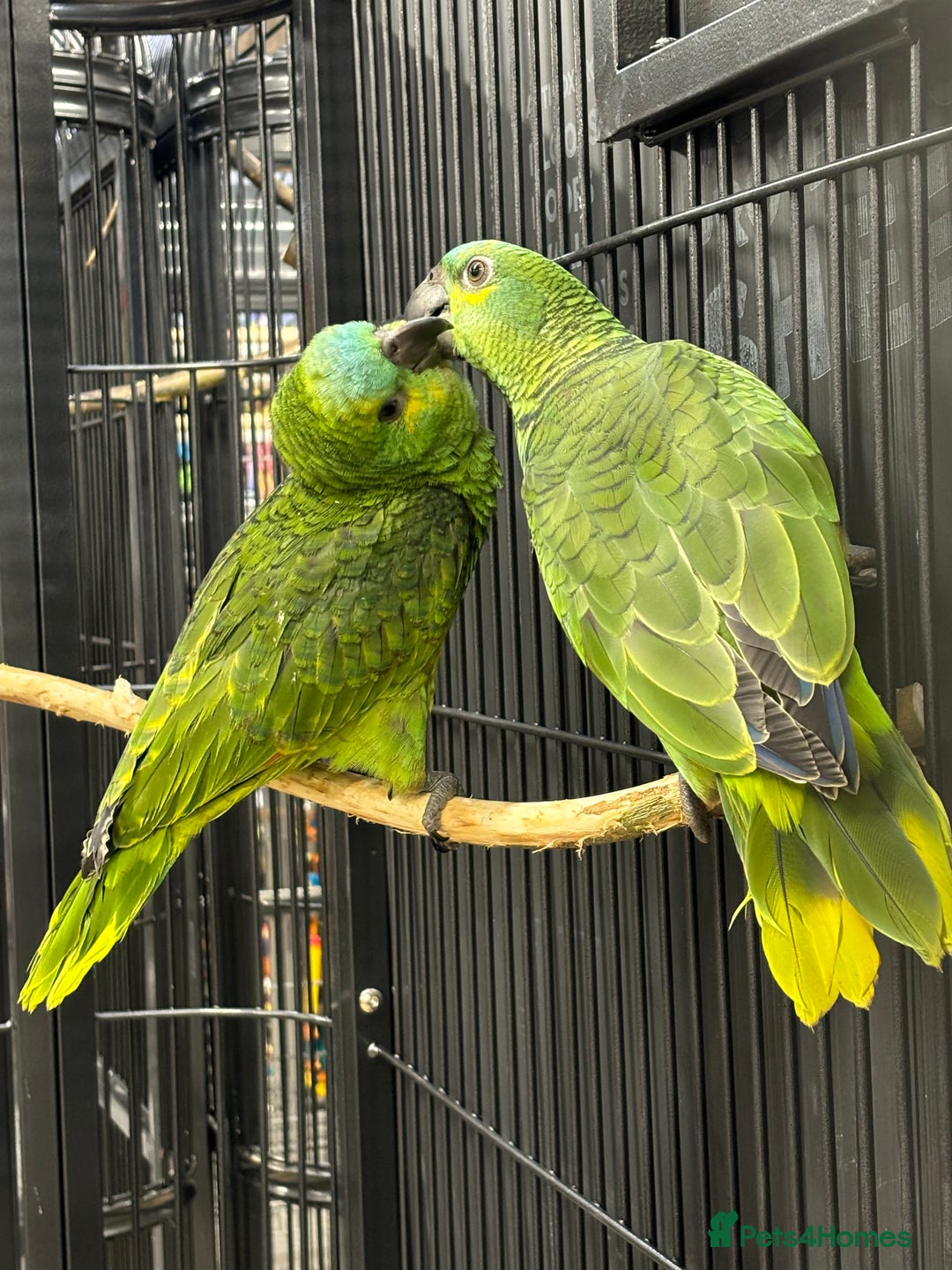 Parrots birds for sale: Beautiful baby Blue Fronted Amazon  - Image 3