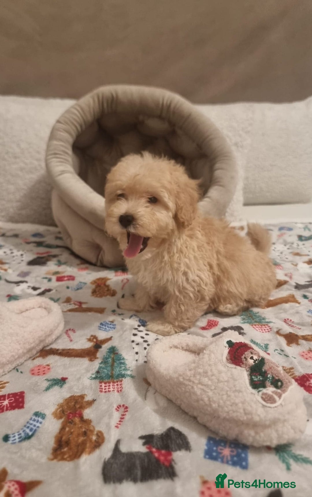 Maltipoo dogs for sale: Amazing apricot color Maltipoo puppies! - Advert 26