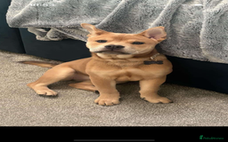 Mixed Breed dogs for sale: Gorgeous chow chow + English Bulldog Female Mix - Image 4