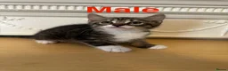 Domestic Shorthair cats for sale: Playful tabbies, ready to leave  - Advert 4