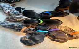 Dachshund dogs for sale: Mini dachshunds - 2 girls & 4 boys available - Image 3