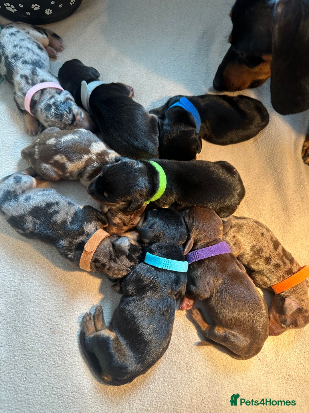 Dachshund dogs for sale: Mini dachshunds - 2 girls & 4 boys available - Image 3
