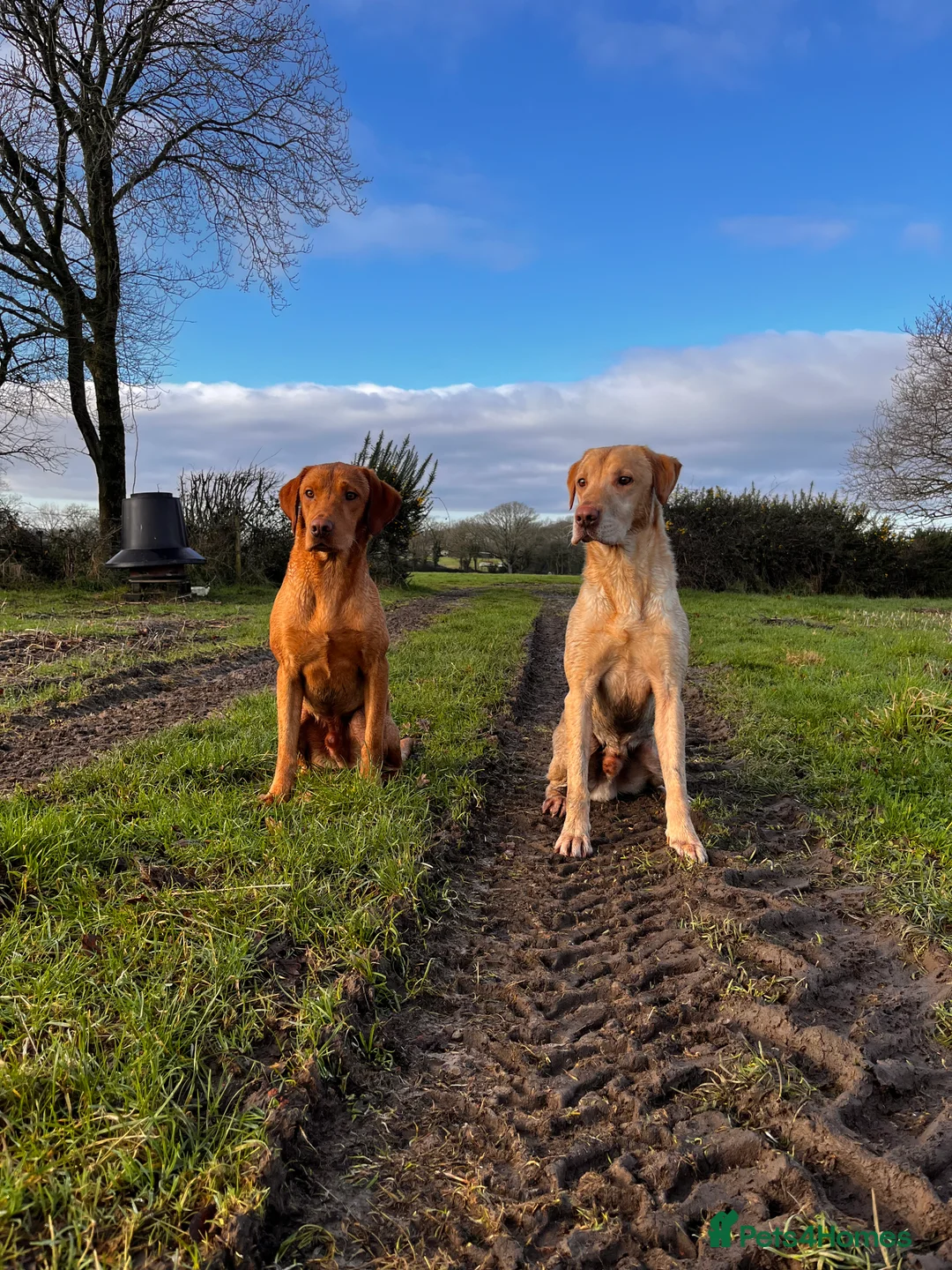 Labrador Retriever dogs for stud: PROVEN WORKING LAB STUD in Yeovil - Advert 16