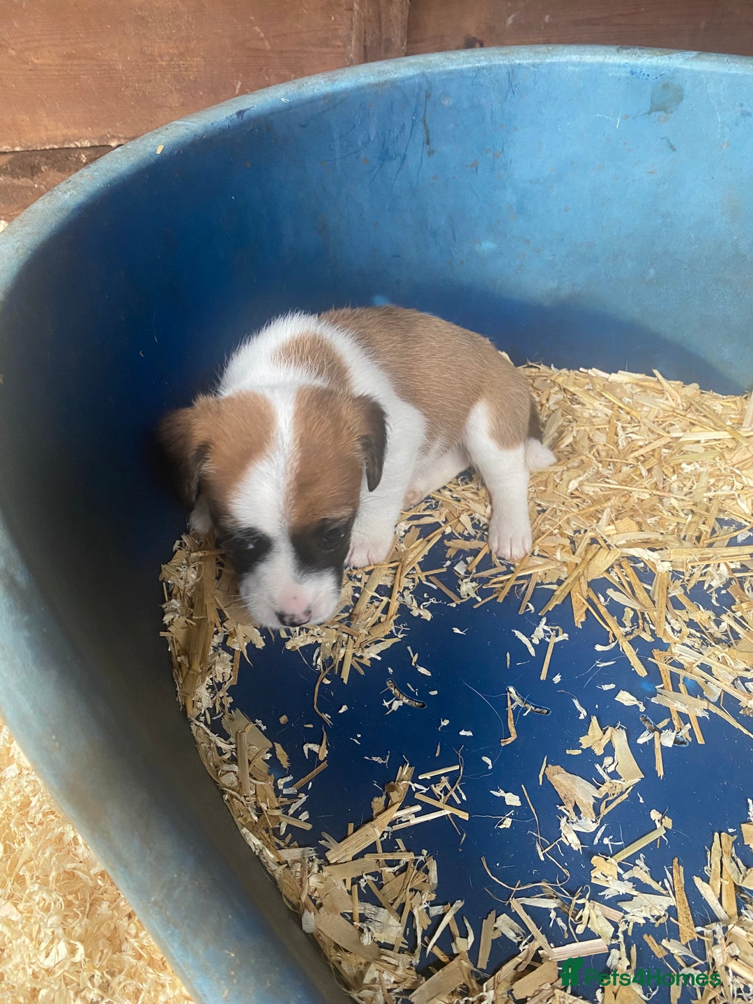 Jack Russell dogs for sale: Jack Russell puppies - Image 5
