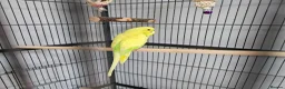 Budgerigars birds for sale: Budgies and cage in Bootle - Advert 4