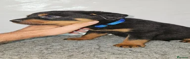 Rottweiler 1