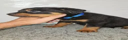 Rottweiler dogs for sale: Gorgeous rottweiler pups - Advert 26