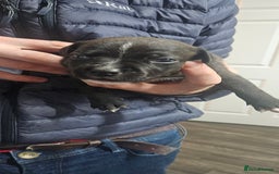 Mixed Breed dogs for sale: Mix Staffy puppies  - Image 23