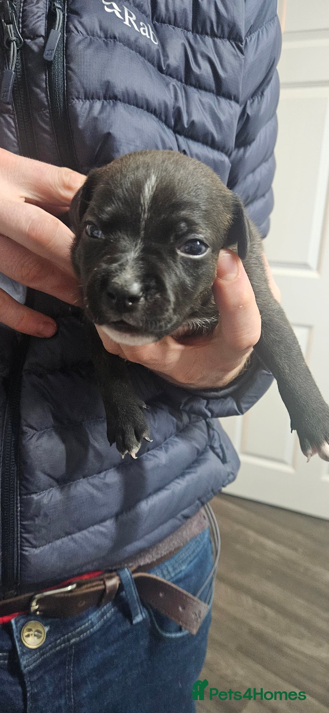 Mixed Breed dogs for sale: Mix Staffy puppies  - Image 23