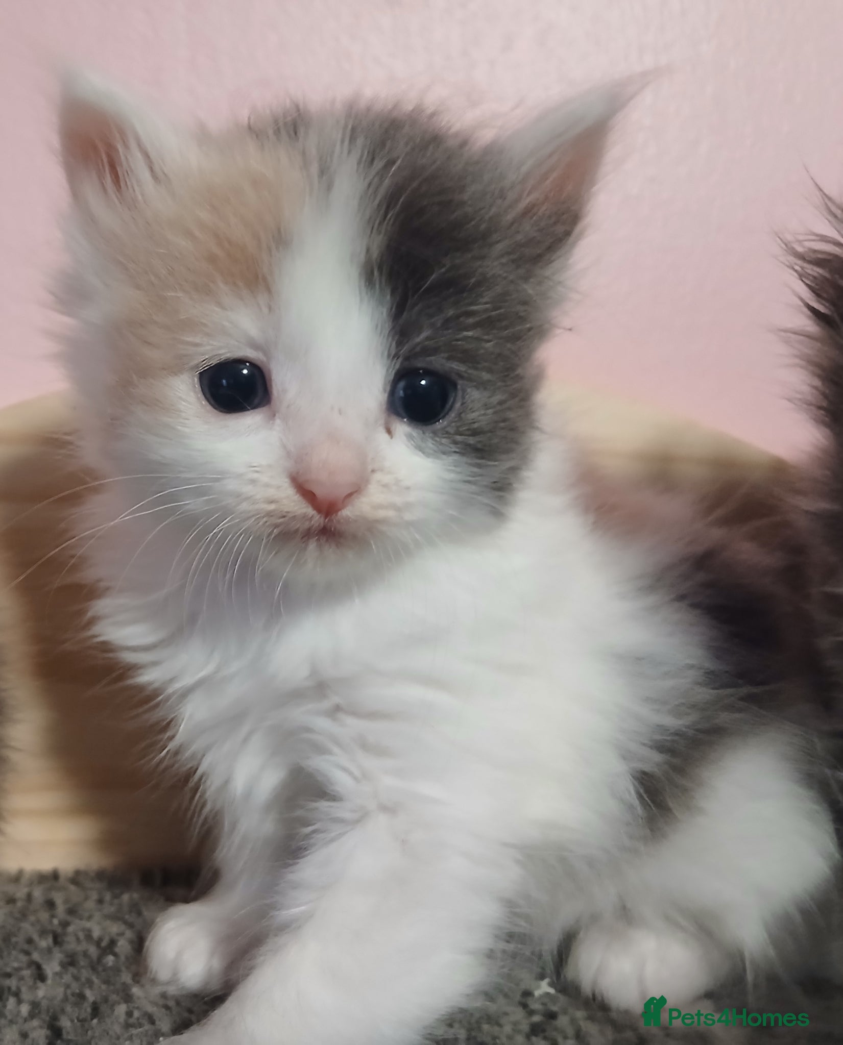 British Longhair cats Stunning british longhair kittens  - Advert 1