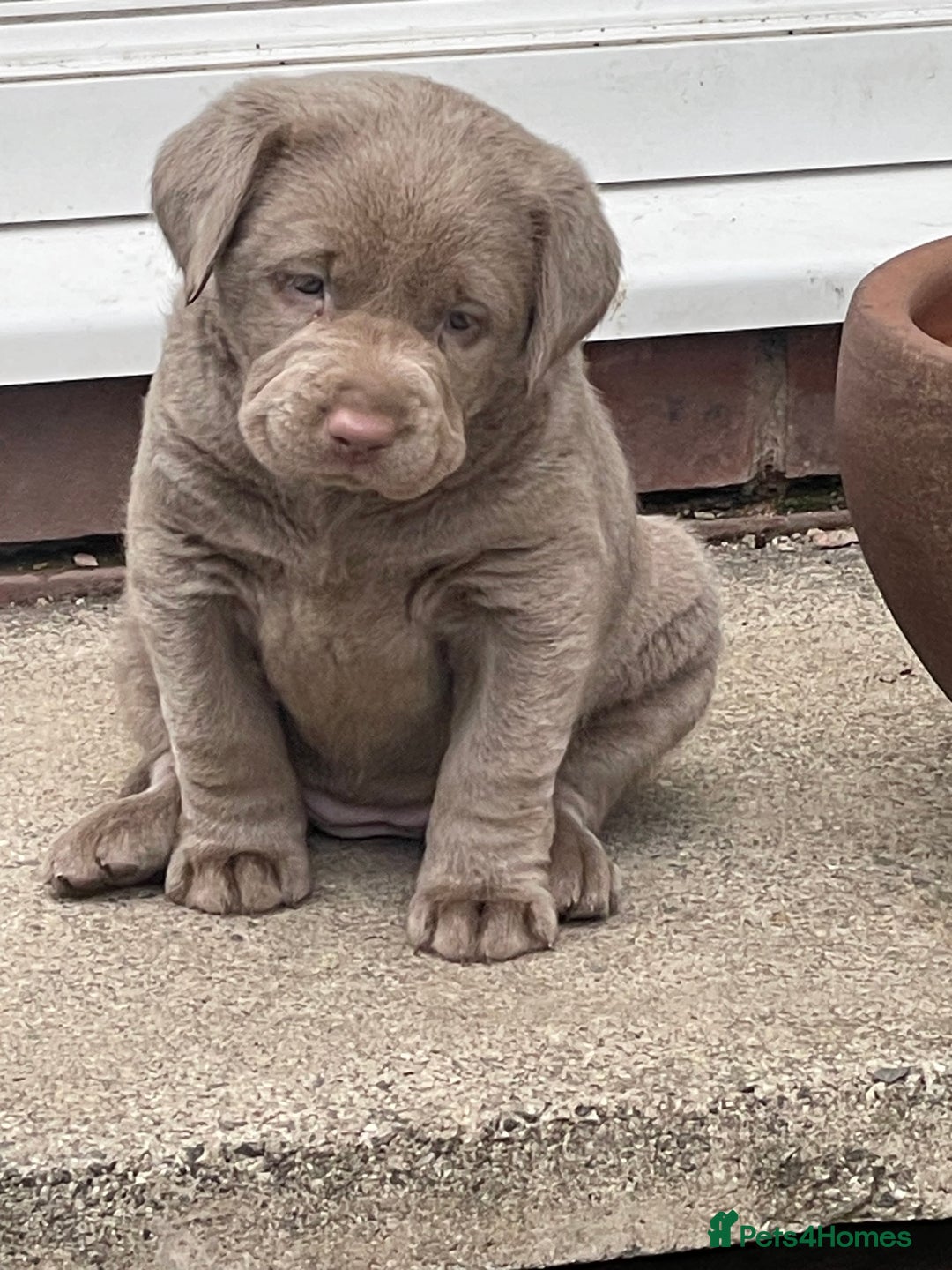 Labrador Retriever dogs for sale: Stunning kc silver Labradors  - Image 3