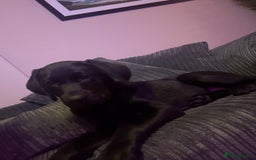 Labrador Retriever dogs for sale: Black Labrador 16 weeks old  - Image 3