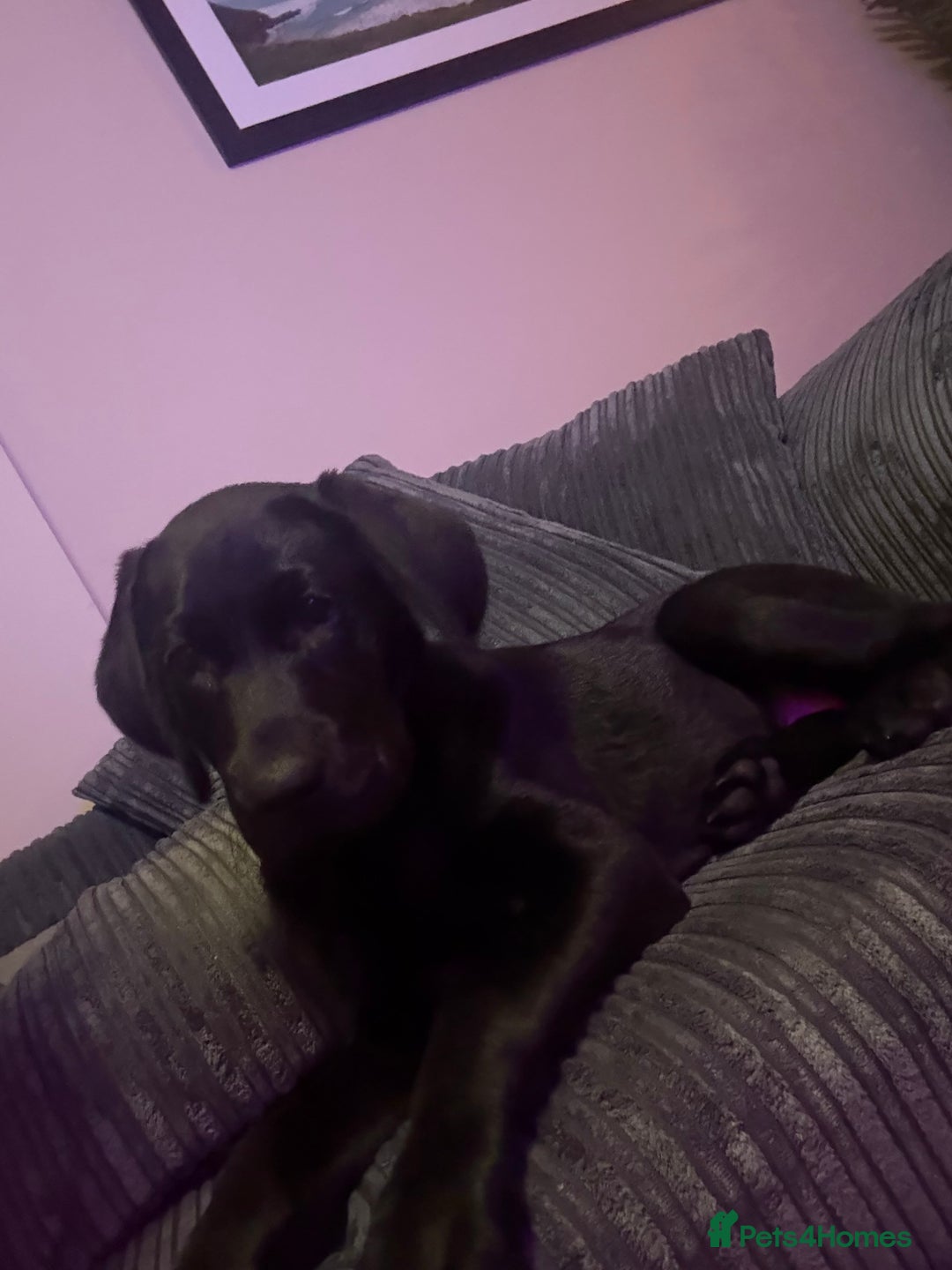 Labrador Retriever dogs for sale: Black Labrador 16 weeks old  - Image 3