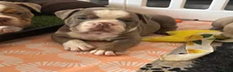 Olde English Bulldogge dogs for sale: Reduced!!✨Olde English Bulldogges ✨  - Advert 24