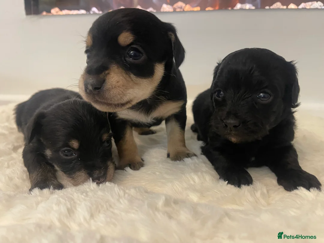 Jackapoo dogs for sale: Quality Jack Russel Puppies for sale 💌 - Advert 10