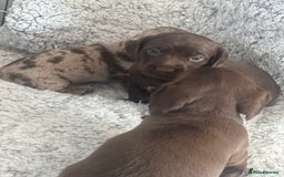 Mixed Breed dogs for sale: DAXIPOO PUPPIES  - Image 5