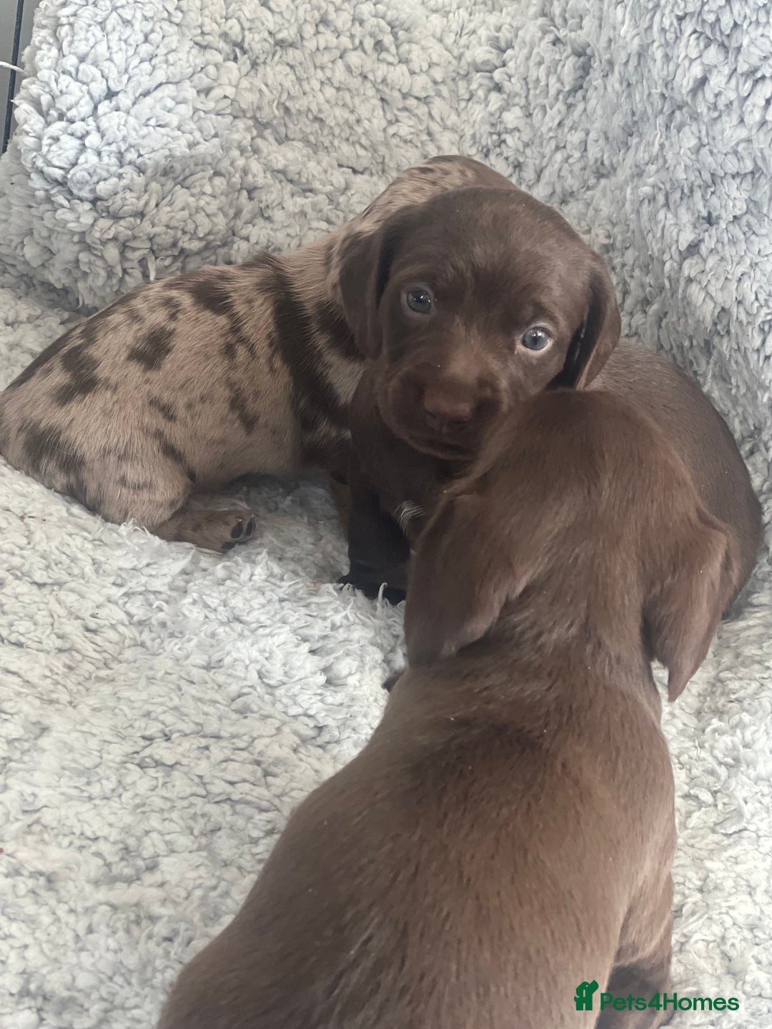 Mixed Breed dogs for sale: DAXIPOO PUPPIES  - Image 5