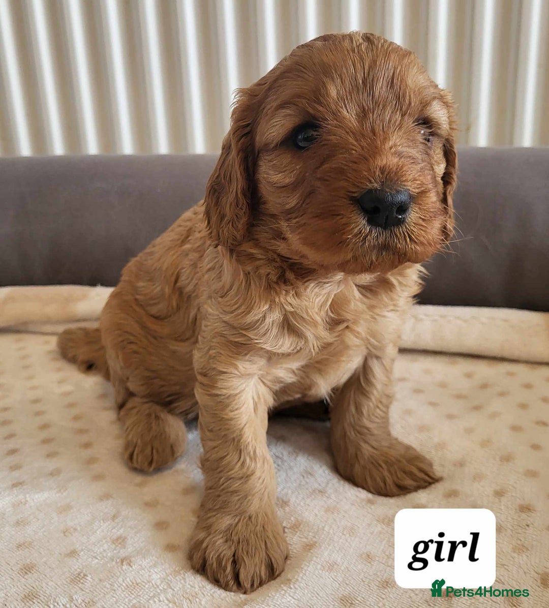 Cavapoo dogs for sale: QUALITY F1 CAVAPOO PUPS - HEALTH TESTED - Image 7