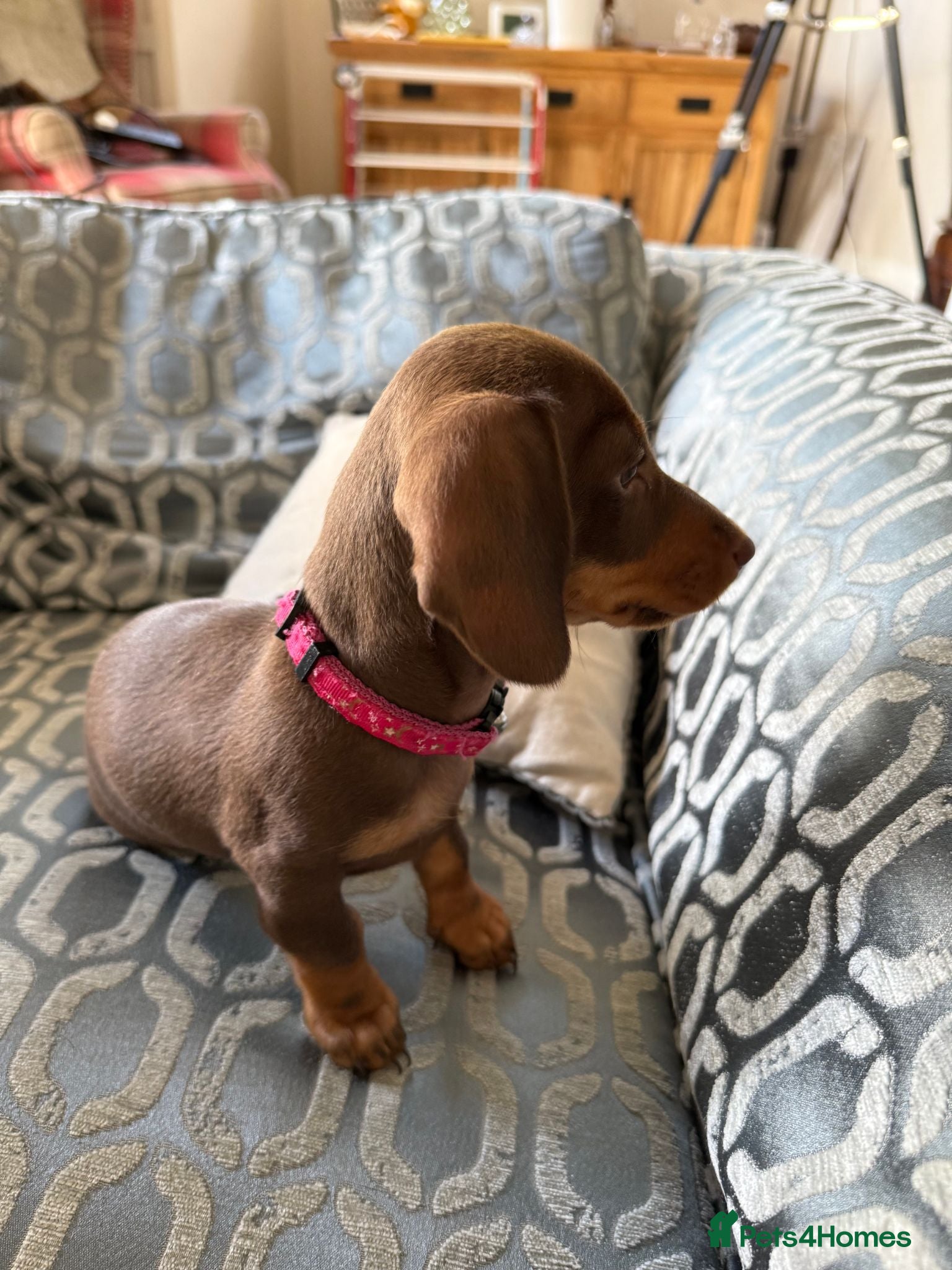 Miniature Dachshund dogs 3 smooth-haired miniature dachshunds - Advert 12