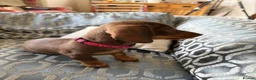 Miniature Dachshund dogs for sale: Smooth-haired miniature dachshund (last one!) - Advert 2