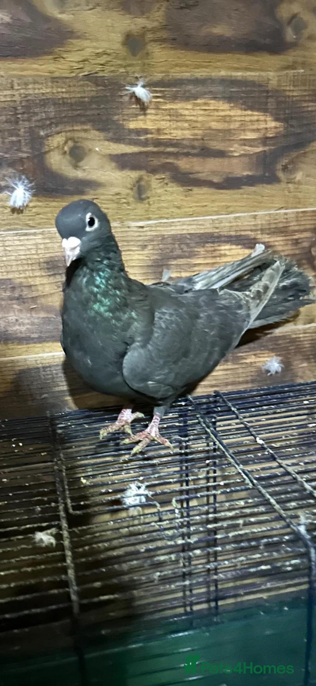 Pigeons birds for sale: Pigeons - Advert 12