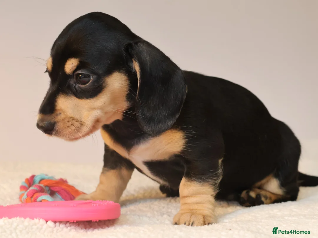 Miniature Dachshund dogs for sale: 5*Licensed+KC+PRAclear+VETchecked+Chocolate&Cream - Advert 17