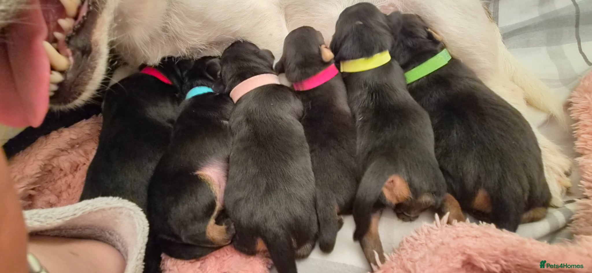 Mixed Breed dogs Jackpins - Advert 1