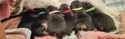 Mixed Breed dogs for sale: Jackpins in Manchester - Advert 6