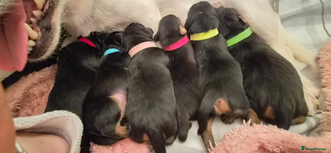 Mixed Breed dogs for sale: Jackpins - Advert 1
