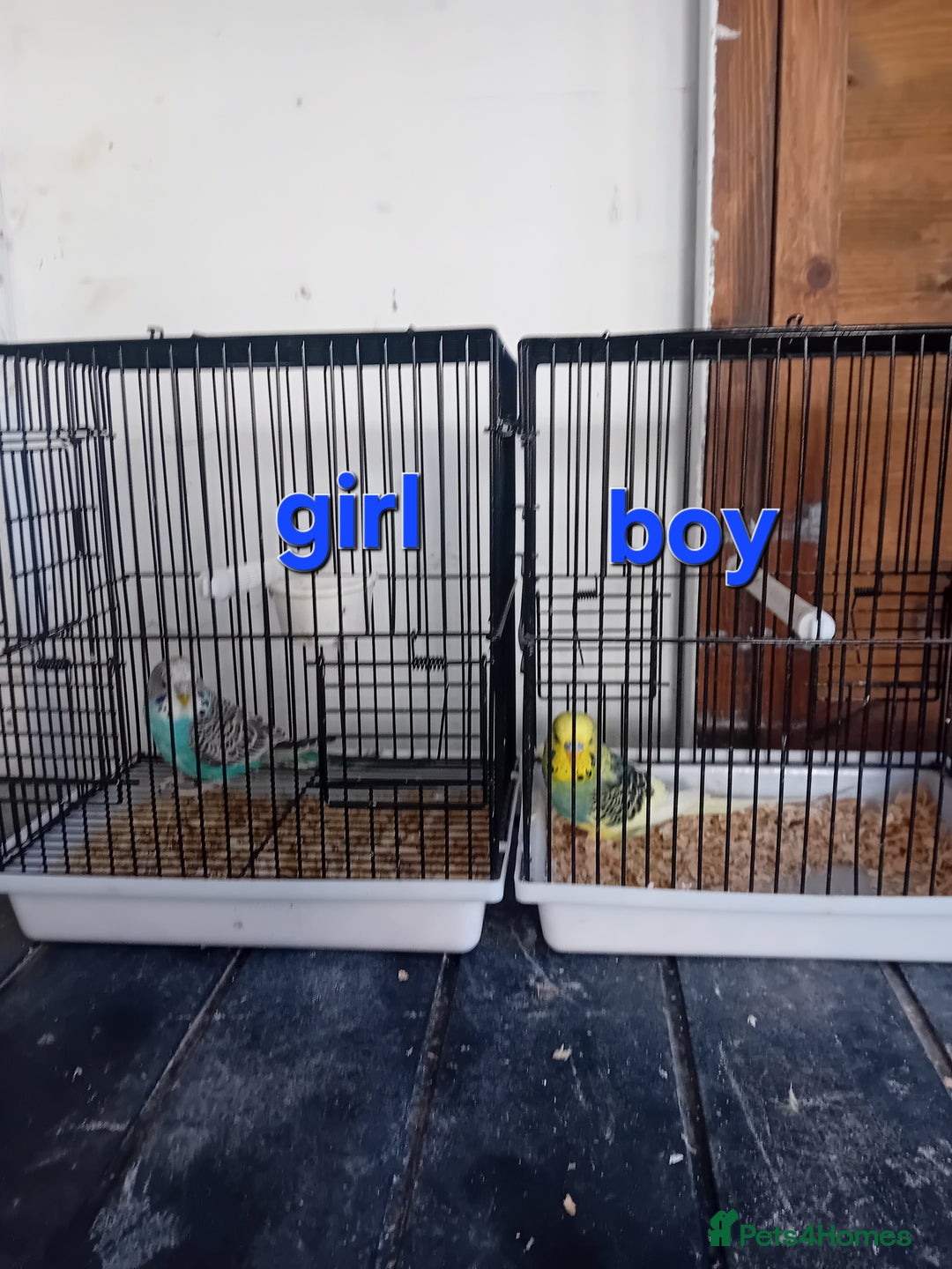 Budgerigars birds for sale: Budgies  - Advert 3